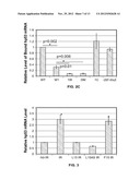 OLIGONUCLEOTIDES WHICH INHIBIT P53 INDUCTION IN RESPONSE TO CELLULAR     STRESS diagram and image