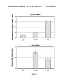 OLIGONUCLEOTIDES WHICH INHIBIT P53 INDUCTION IN RESPONSE TO CELLULAR     STRESS diagram and image