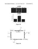 Na/K-ATPase Ligands, Ouabain Antagonists, Assays and Uses Thereof diagram and image