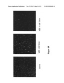 Na/K-ATPase Ligands, Ouabain Antagonists, Assays and Uses Thereof diagram and image