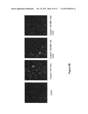 Na/K-ATPase Ligands, Ouabain Antagonists, Assays and Uses Thereof diagram and image