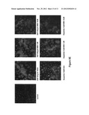 Na/K-ATPase Ligands, Ouabain Antagonists, Assays and Uses Thereof diagram and image