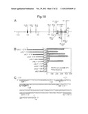 METHOD FOR SCREENING AMELIORANTS OF DRY SKIN CAUSED BY ATOPIC DERMATITIS     USING BLEOMYCIN HYDROLASE ACTIVITY AS INDICATOR diagram and image