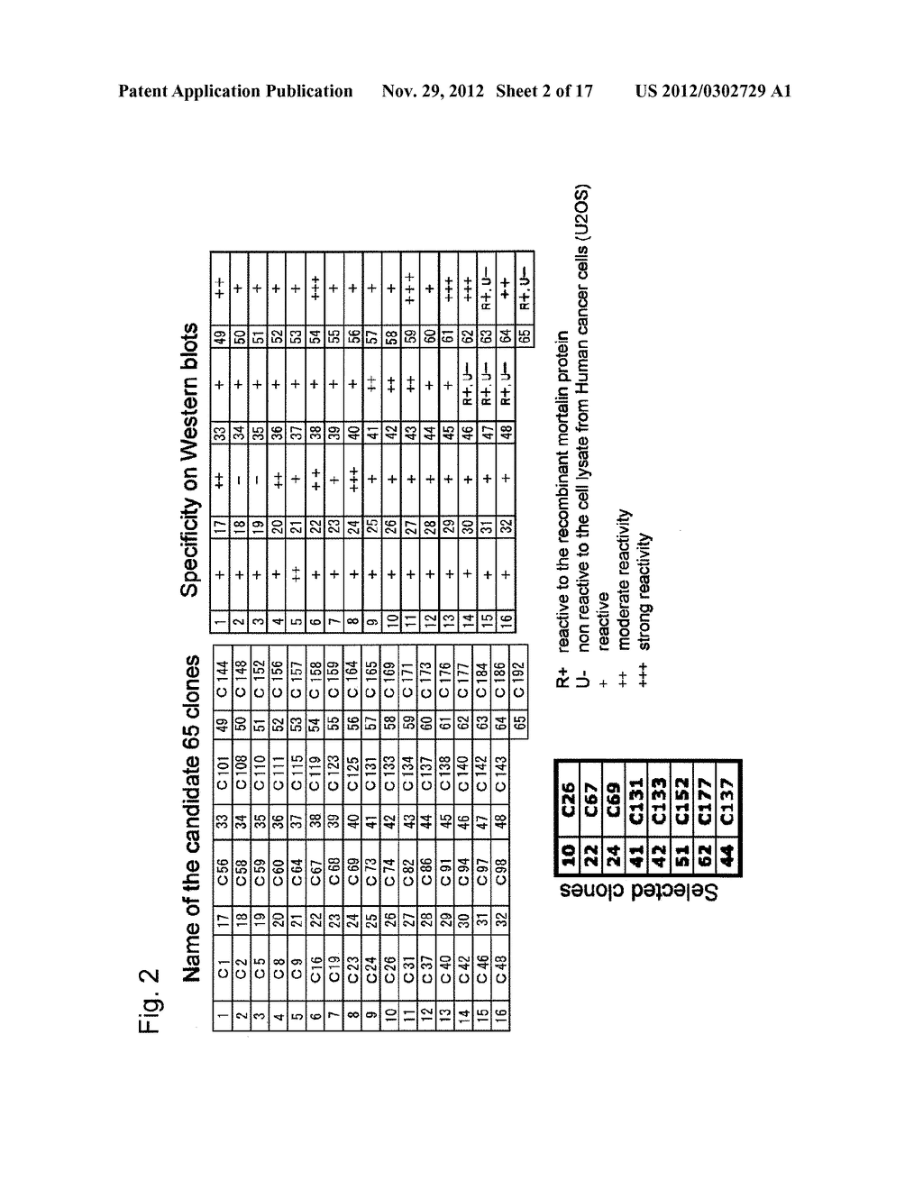 ANTICANCER ANTI-MORTALIN PEPTIDE ANTIBODY - diagram, schematic, and image 03