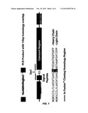 Recombinant antibody vector diagram and image