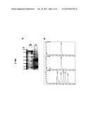 Recombinant antibody vector diagram and image