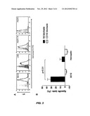 Recombinant antibody vector diagram and image