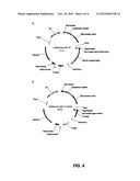 Recombinant antibody vector diagram and image