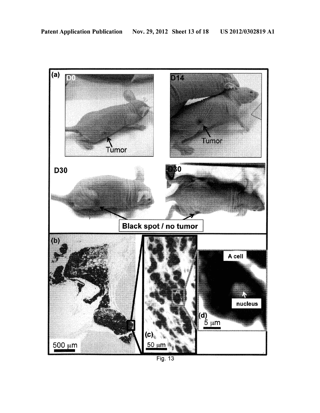 TREATMENT OF CANCER OR TUMORS INDUCED BY THE RELEASE OF HEAT GENERATED BY     VARIOUS CHAINS OF MAGNETOSOMES EXTRACTED FROM MAGNETOTACTIC BACTERIA AND     SUBMITTED TO AN ALTERNATIVE MAGNETIC FIELD - diagram, schematic, and image 14