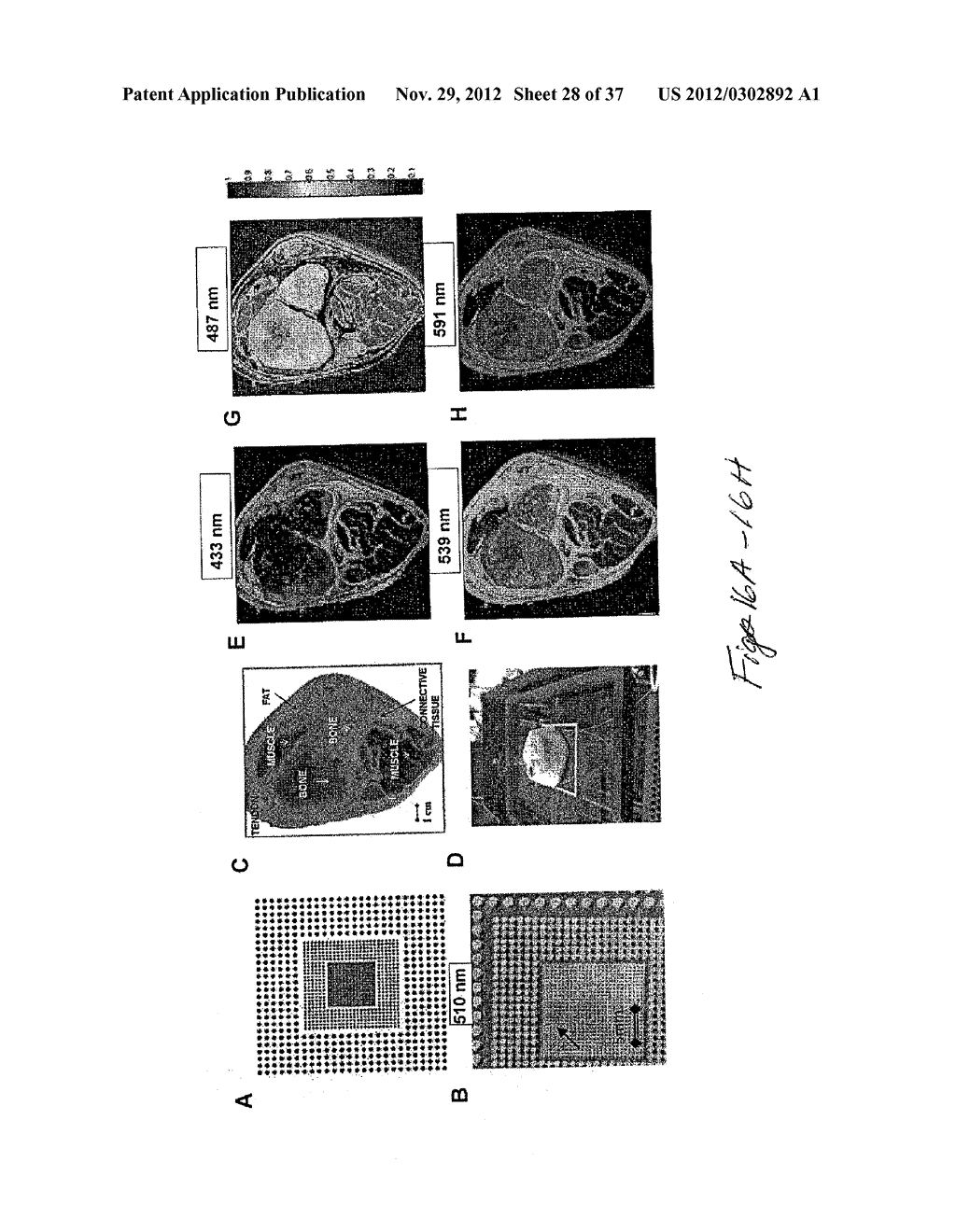 PORTABLE OPTICAL FIBER PROBE-BASED SPECTROSCOPIC SCANNER FOR RAPID CANCER     DIAGNOSIS - diagram, schematic, and image 29