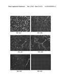 IMPLANTABLE MATERIALS HAVING ENGINEERED SURFACES AND METHOD OF MAKING SAME diagram and image