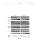 COMPOSITIONS FOR THE TREATMENT OF INFECTIOUS AND TUMOURAL DISEASES diagram and image