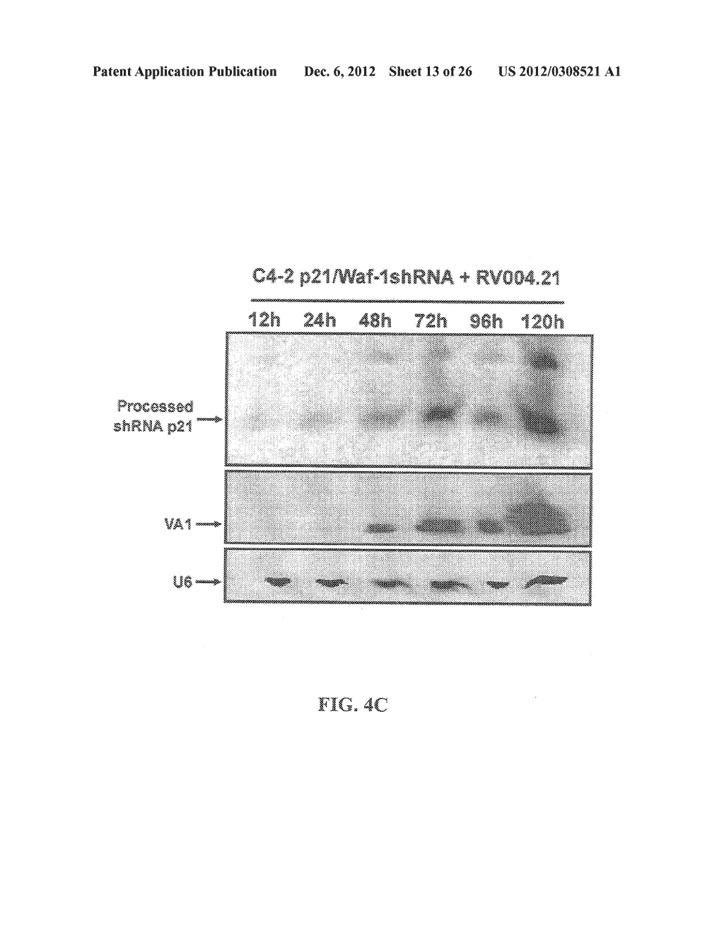 Compositions and Methods for Treatment of Cancer Using Tissue-Specific     Oncolytic Adenoviruses - diagram, schematic, and image 14