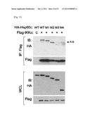 PHARMACEUTICAL COMPOSITION FOR INHIBITING ABNORMAL PROLIFERATION OF CELLS diagram and image