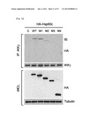 PHARMACEUTICAL COMPOSITION FOR INHIBITING ABNORMAL PROLIFERATION OF CELLS diagram and image