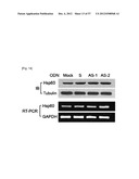 PHARMACEUTICAL COMPOSITION FOR INHIBITING ABNORMAL PROLIFERATION OF CELLS diagram and image