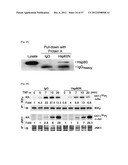 PHARMACEUTICAL COMPOSITION FOR INHIBITING ABNORMAL PROLIFERATION OF CELLS diagram and image