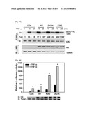 PHARMACEUTICAL COMPOSITION FOR INHIBITING ABNORMAL PROLIFERATION OF CELLS diagram and image