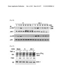 PHARMACEUTICAL COMPOSITION FOR INHIBITING ABNORMAL PROLIFERATION OF CELLS diagram and image