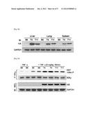 PHARMACEUTICAL COMPOSITION FOR INHIBITING ABNORMAL PROLIFERATION OF CELLS diagram and image