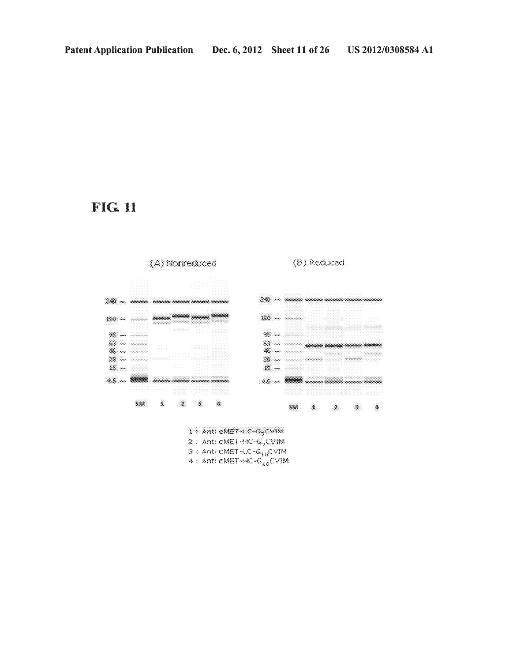 PROTEIN-ACTIVE AGENT CONJUGATES AND METHOD FOR PREPARING THE SAME - diagram, schematic, and image 12