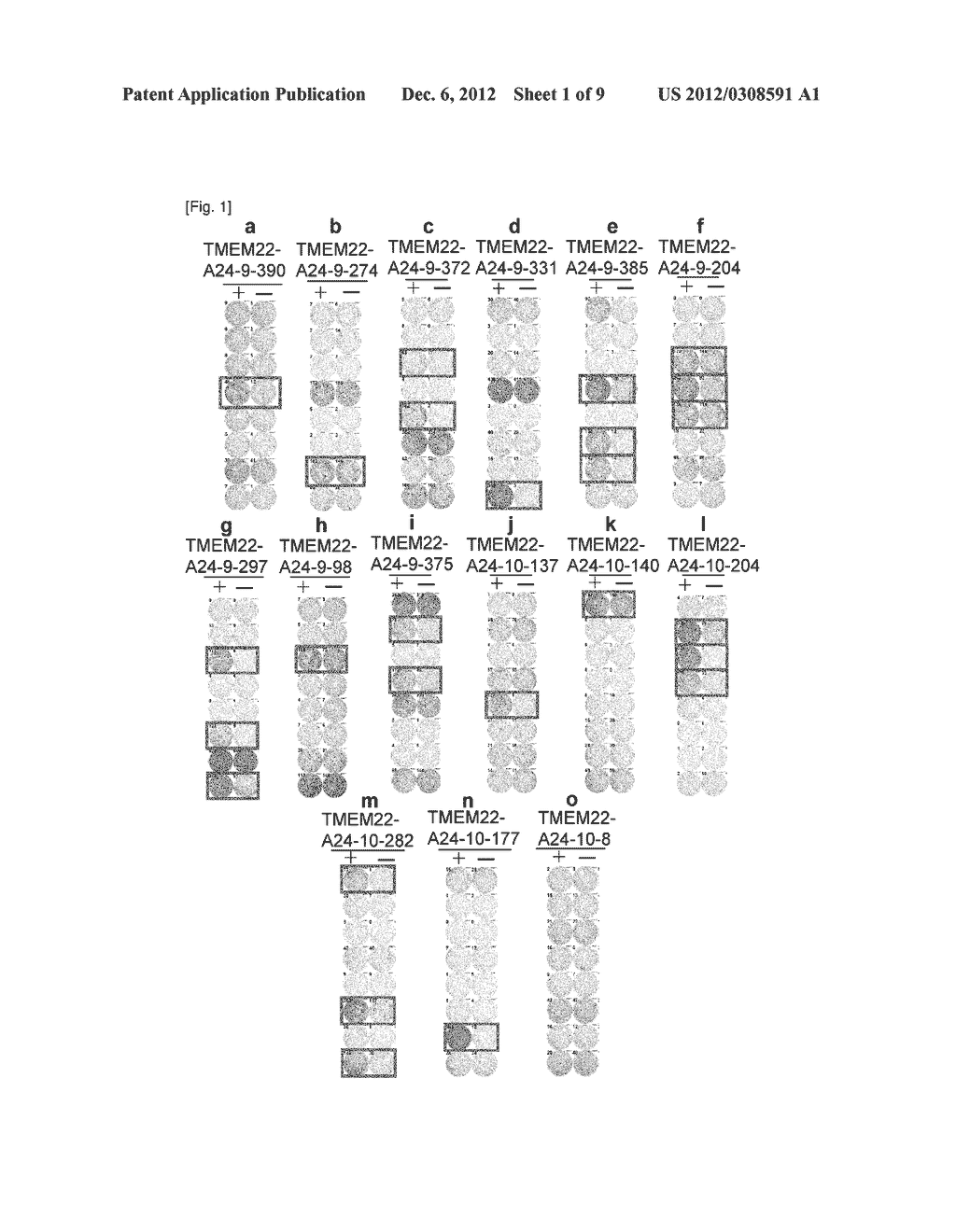 TMEM22 PEPTIDES AND VACCINES INCLUDING THE SAME - diagram, schematic, and image 02