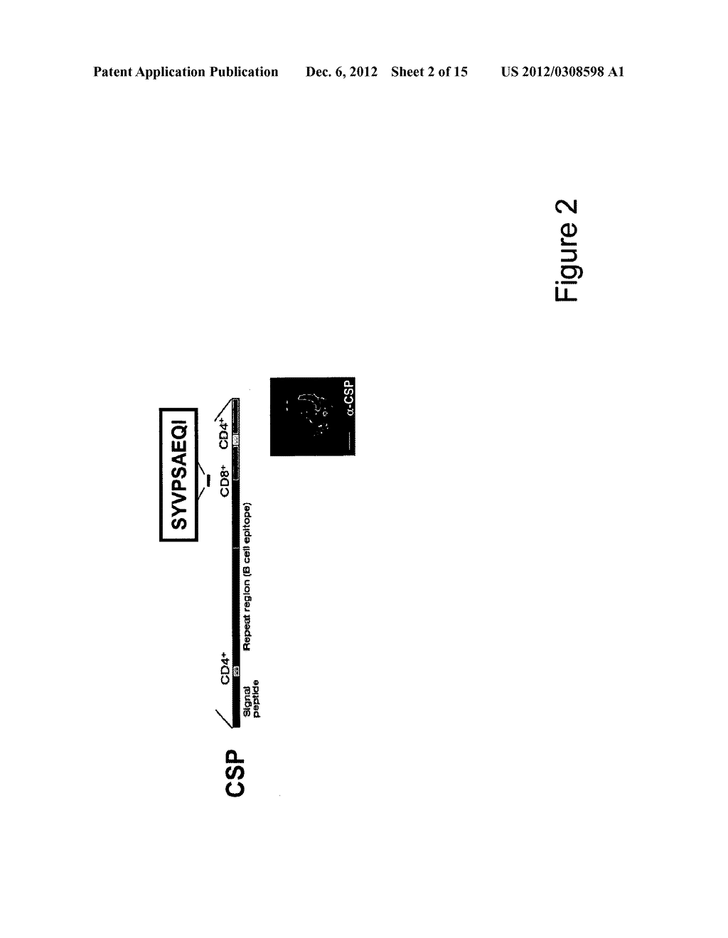 MALARIA VACCINES BASED ON APICOMPLEXAN FERLINS, FERLIN-LIKE PROTEINS AND     OTHER C2-DOMAIN CONTAINING PROTEINS - diagram, schematic, and image 03