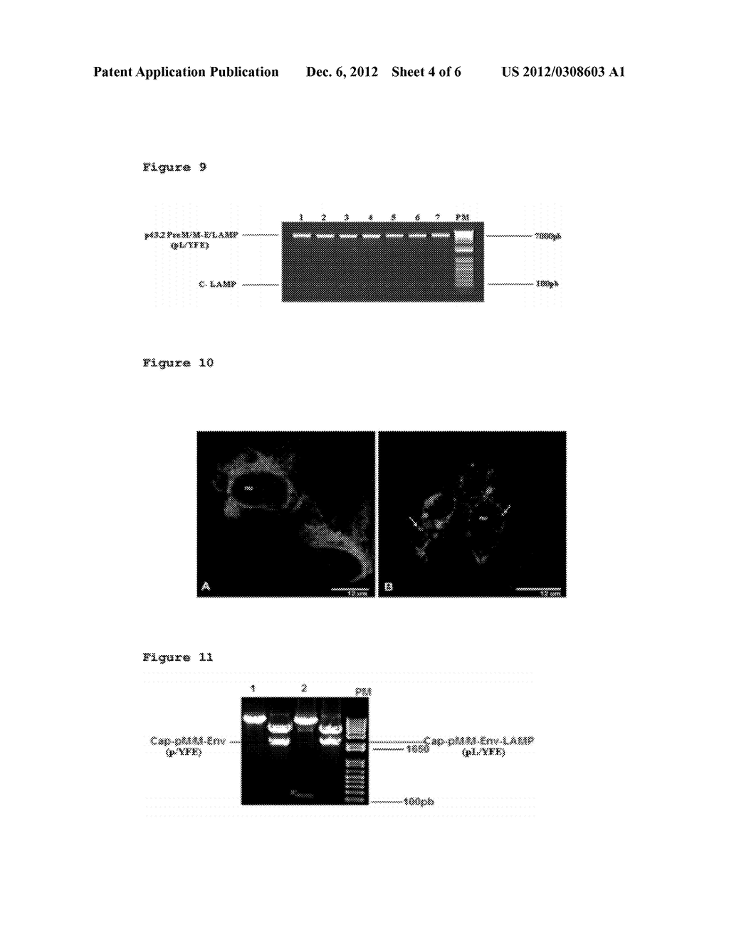 DNA VACCINE AGAINST VIRUS OF YELLOW FEVER - diagram, schematic, and image 05