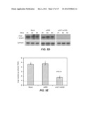 INHIBITING HEPATITIS C VIRAL REPLICATION WITH SIRNA COMBINATIONS diagram and image