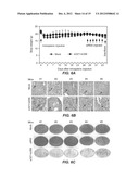 INHIBITING HEPATITIS C VIRAL REPLICATION WITH SIRNA COMBINATIONS diagram and image