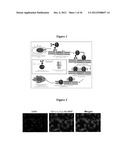 MAGNETIC NANOSTRUCTURES AS THERANOSTIC AGENTS diagram and image