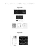 MAGNETIC NANOSTRUCTURES AS THERANOSTIC AGENTS diagram and image