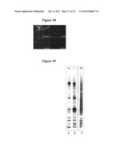 MAGNETIC NANOSTRUCTURES AS THERANOSTIC AGENTS diagram and image