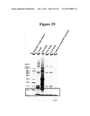 MAGNETIC NANOSTRUCTURES AS THERANOSTIC AGENTS diagram and image