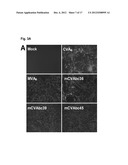 VACCINIA VIRUS MUTANTS CONTAINING THE MAJOR GENOMIC DELETIONS OF MVA diagram and image