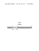 MYCOBACTERIA-DERIVED DNA MISMATCH REPAIR NUCLEOTIDE SEQUENCES AND USES     THEREOF diagram and image