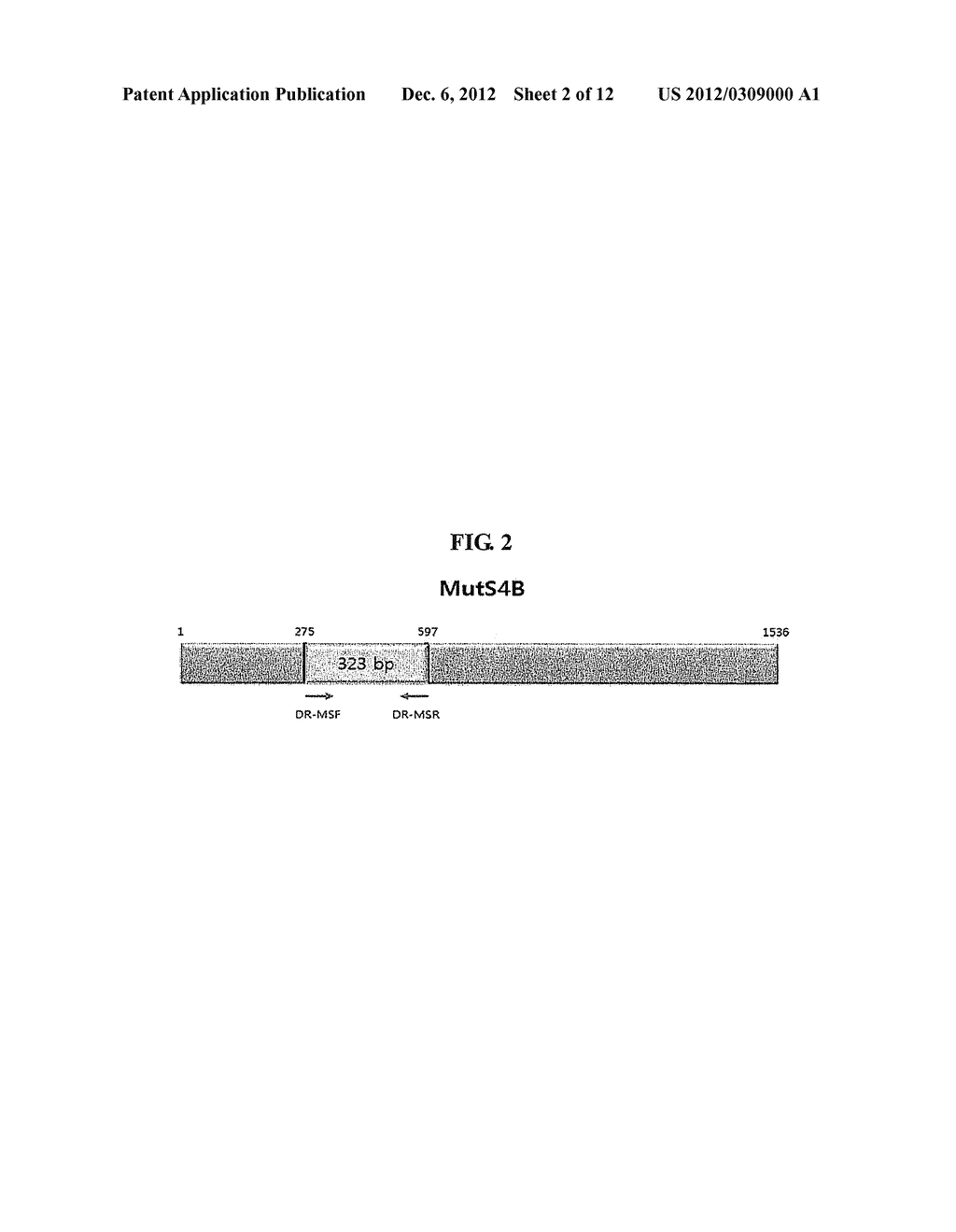 MYCOBACTERIA-DERIVED DNA MISMATCH REPAIR NUCLEOTIDE SEQUENCES AND USES     THEREOF - diagram, schematic, and image 03