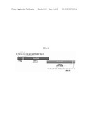 MYCOBACTERIA-DERIVED DNA MISMATCH REPAIR NUCLEOTIDE SEQUENCES AND USES     THEREOF diagram and image