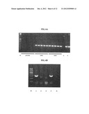 MYCOBACTERIA-DERIVED DNA MISMATCH REPAIR NUCLEOTIDE SEQUENCES AND USES     THEREOF diagram and image