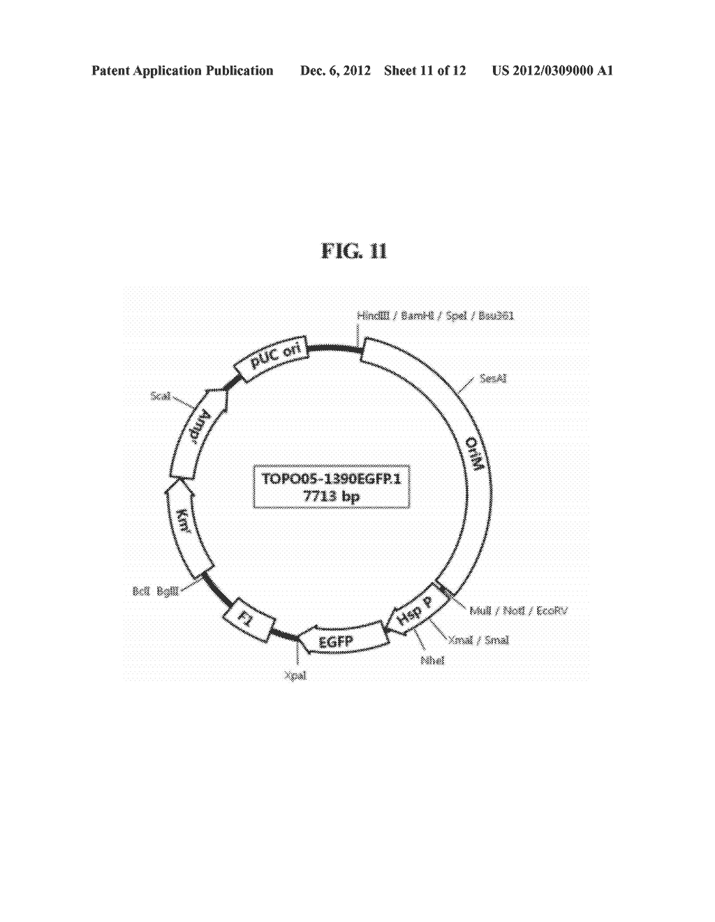 MYCOBACTERIA-DERIVED DNA MISMATCH REPAIR NUCLEOTIDE SEQUENCES AND USES     THEREOF - diagram, schematic, and image 12