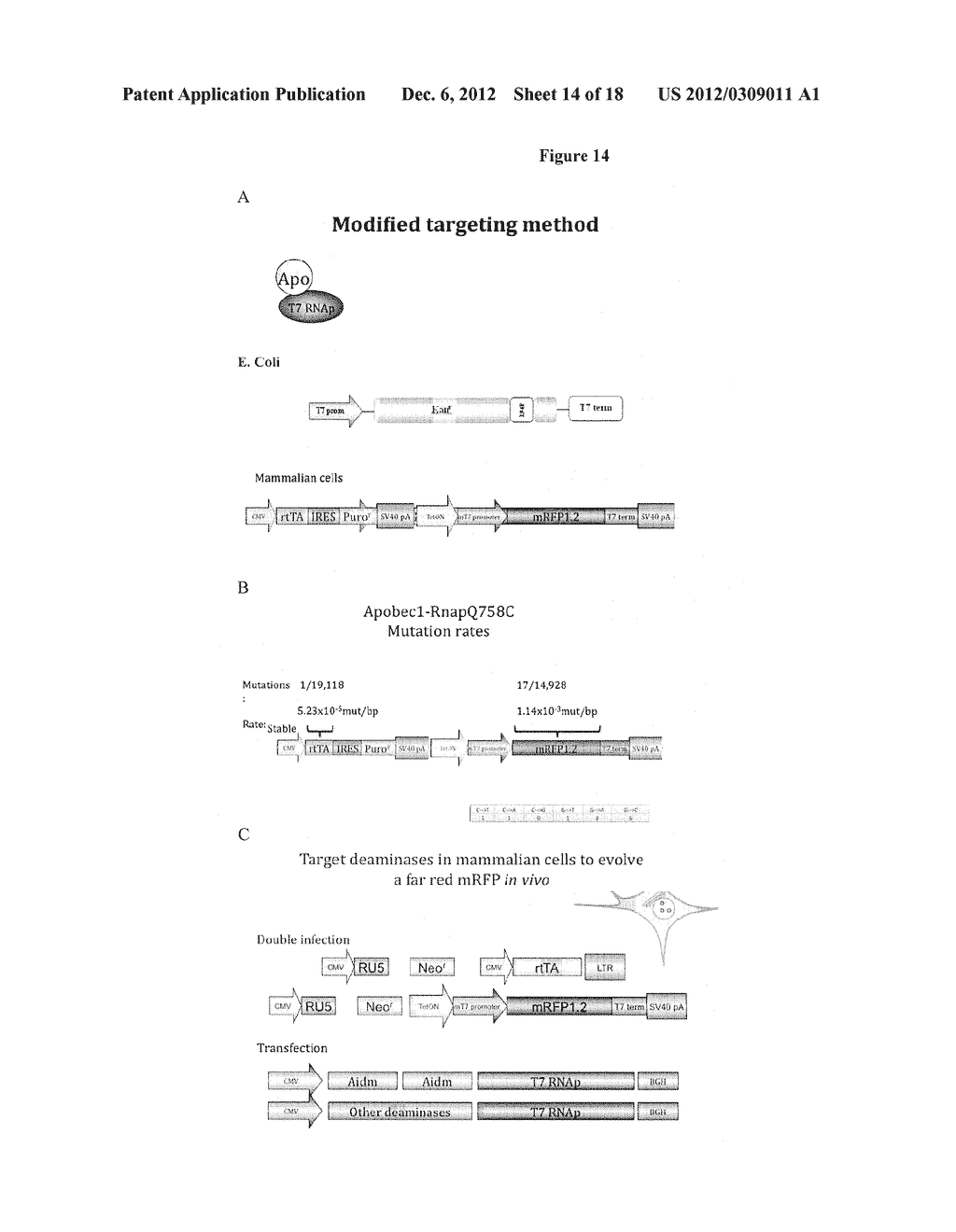 TARGETING OF MODIFYING ENZYMES FOR PROTEIN EVOLUTION - diagram, schematic, and image 15