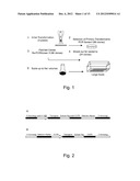 HIGH THROUGHPUT SCREENING OF GENETICALLY MODIFIED PHOTOSYNTHETIC ORGANISMS diagram and image