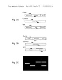 HIGH THROUGHPUT SCREENING OF GENETICALLY MODIFIED PHOTOSYNTHETIC ORGANISMS diagram and image