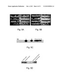 HIGH THROUGHPUT SCREENING OF GENETICALLY MODIFIED PHOTOSYNTHETIC ORGANISMS diagram and image