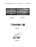 HIGH THROUGHPUT SCREENING OF GENETICALLY MODIFIED PHOTOSYNTHETIC ORGANISMS diagram and image