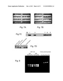 HIGH THROUGHPUT SCREENING OF GENETICALLY MODIFIED PHOTOSYNTHETIC ORGANISMS diagram and image