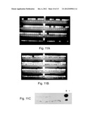 HIGH THROUGHPUT SCREENING OF GENETICALLY MODIFIED PHOTOSYNTHETIC ORGANISMS diagram and image