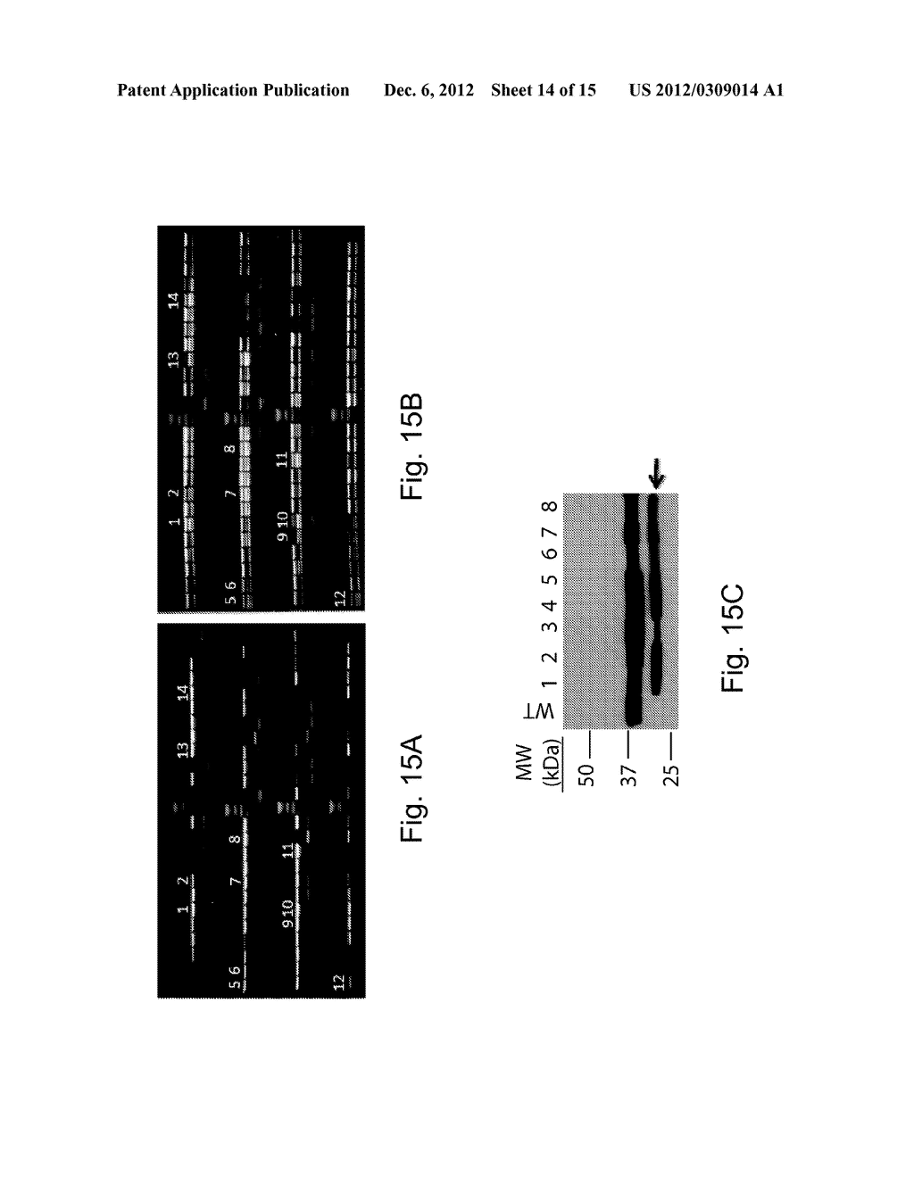 HIGH THROUGHPUT SCREENING OF GENETICALLY MODIFIED PHOTOSYNTHETIC ORGANISMS - diagram, schematic, and image 15