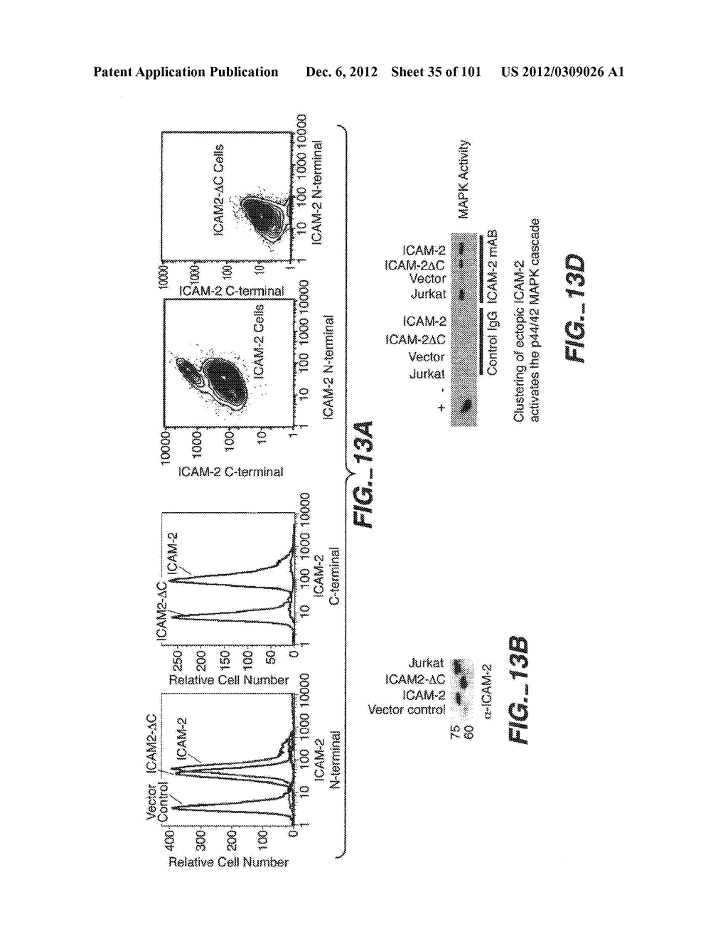 METHODS AND COMPOSITIONS FOR DETECTING THE ACTIVATION STATE OF MULTIPLE     PROTEINS IN SINGLE CELLS - diagram, schematic, and image 36