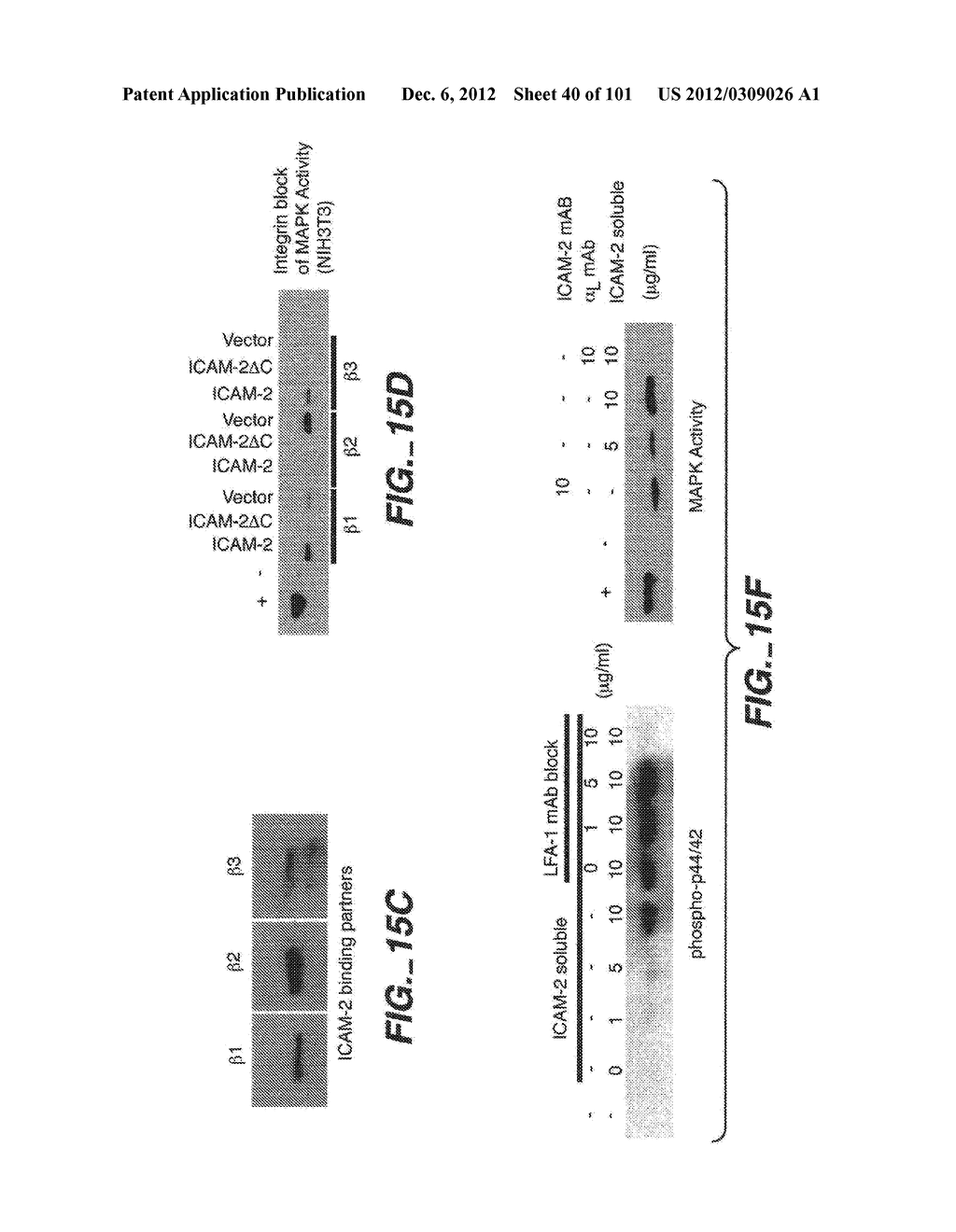 METHODS AND COMPOSITIONS FOR DETECTING THE ACTIVATION STATE OF MULTIPLE     PROTEINS IN SINGLE CELLS - diagram, schematic, and image 41